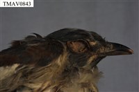 布穀鳥藏品圖，第13張